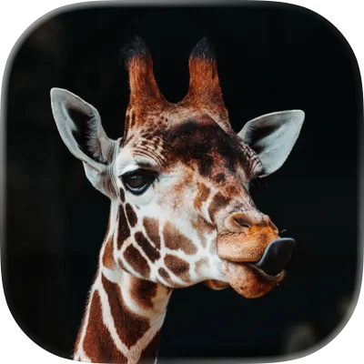 Targu Kids app icon